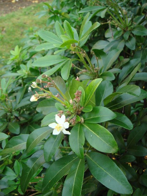 Choisya ternata